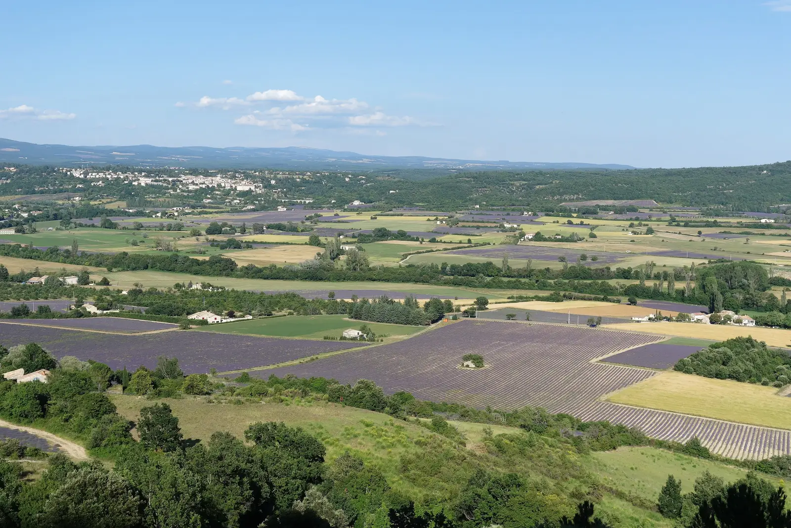 Le damier des champs de lavande dans la vallée de Sault