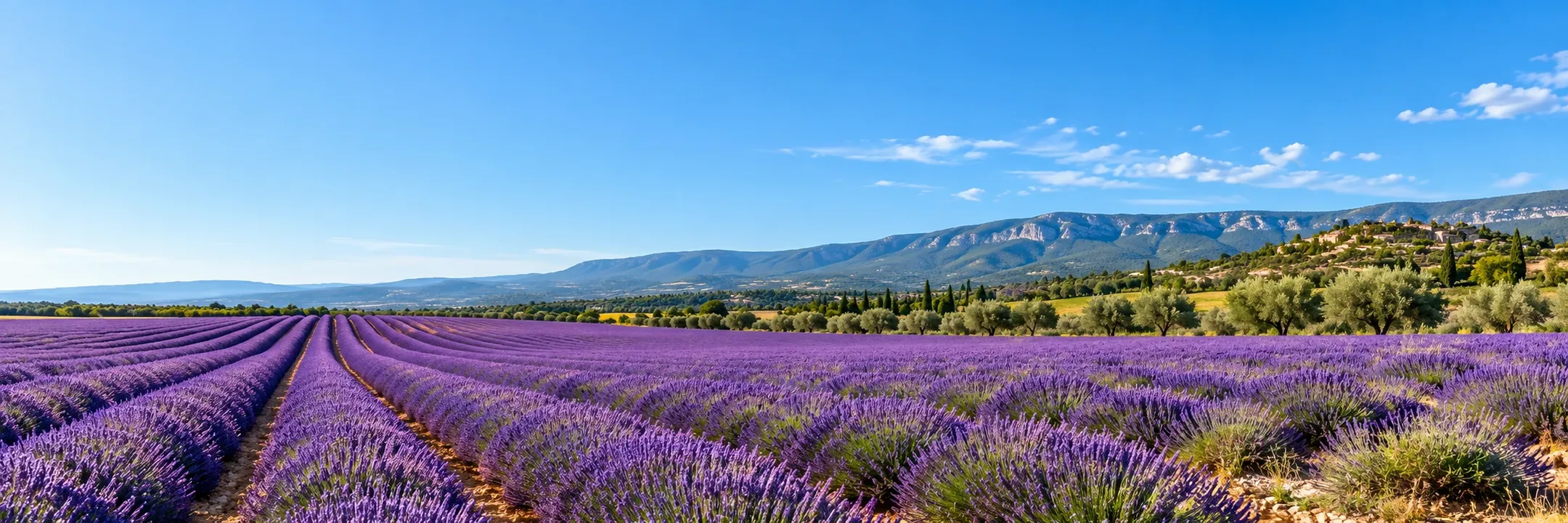 Un champ de lavande en fleur, une crête calcaire au loin
