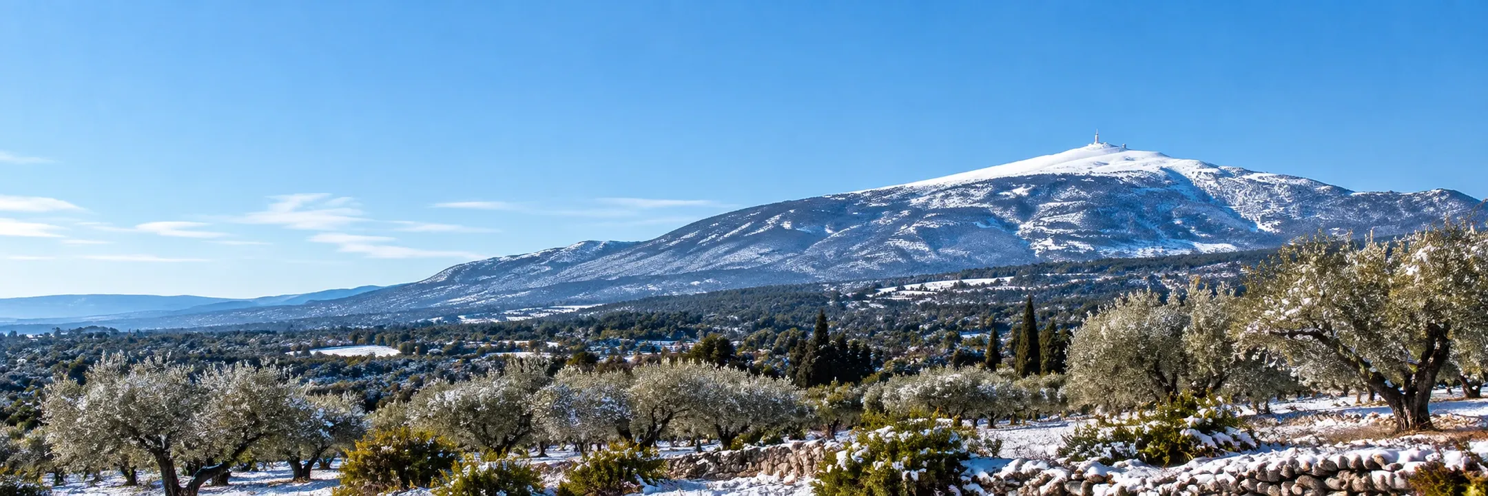 Une montagne enneigée au loin, des oliviers givrés au premier plan